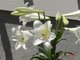 I love lilies