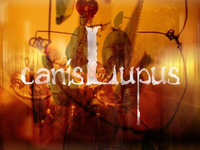 Canis Lupus photo