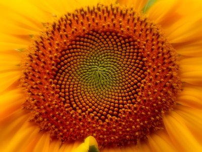 Sunflower: Fibonacci sequences