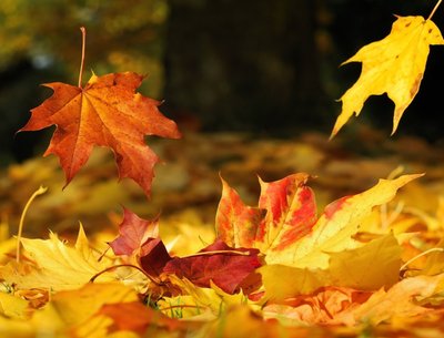 Fall, Leaves, Fall