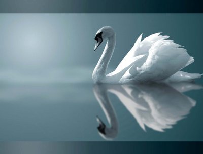 Anne Swan photo