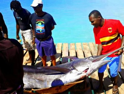 Swordfish from the Atlantic