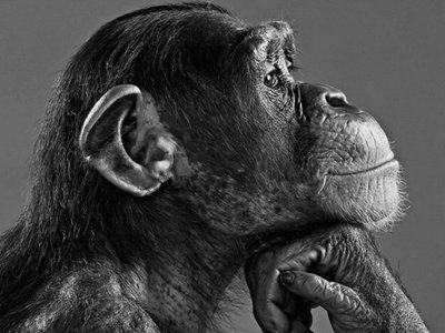 A Monkey's Uncle.