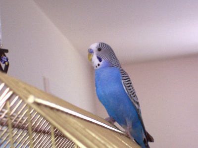 Bellissimo, our pet parakeet