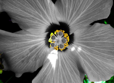 this flower is originally color red