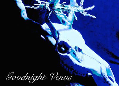 Goodnight Venus photo
