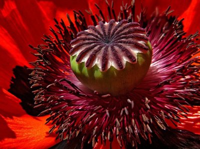 Poppy on Fire