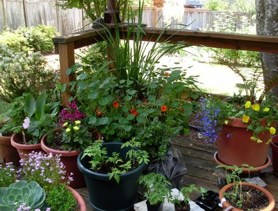 Nastursiums