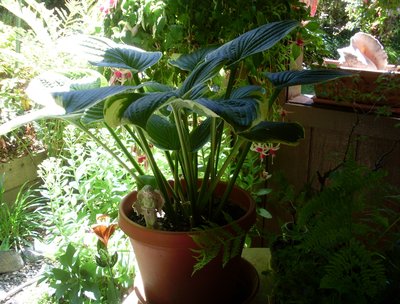 Hosta on porch