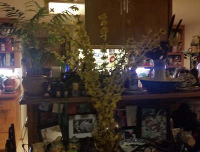 Yellow Forsithias