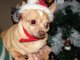 my little dog