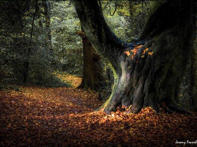 Cathie English photo