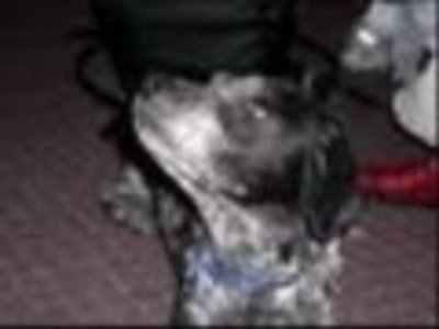 Stogee RIP