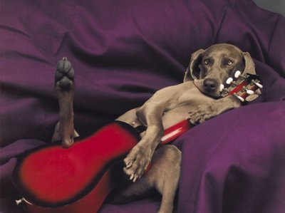 Dog with guitar