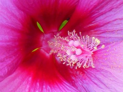 The magical hibiscus!