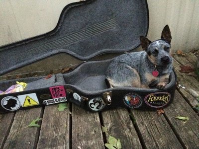 Circus Mutt photo