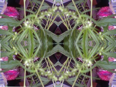 cathedral of plantitude