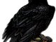 THE RAVEN