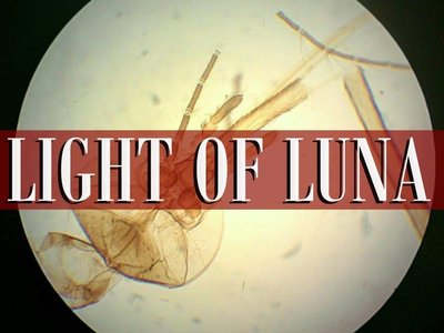 Light of Luna photo