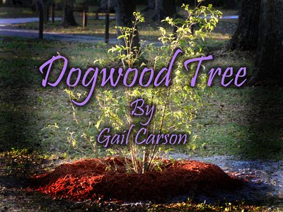 Gail Carson photo
