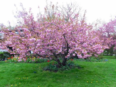 Our beautiful Japanese cherry tree, 2017