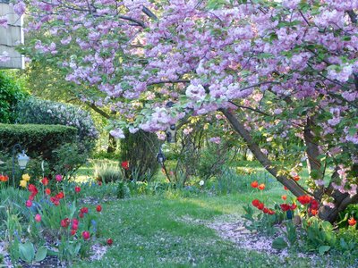 Our front yard, Spring 2017