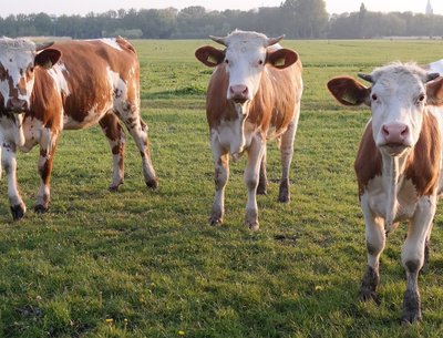 Netherlands. Part of my audience. Very good listeners, quite enjoyable.