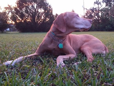 Jane at Sunset