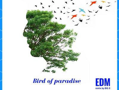 Bird of Paradise BIG 8 EDM Remix
