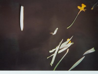 paul flum photo