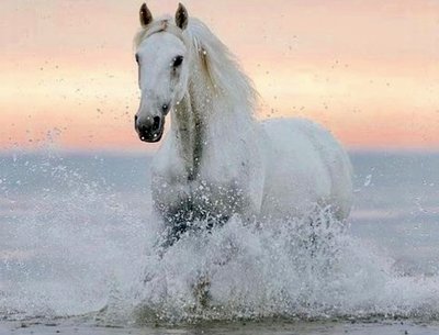 White horse ocean