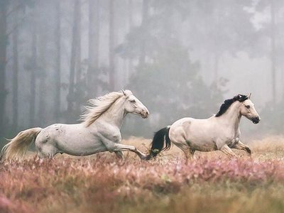 two horses running