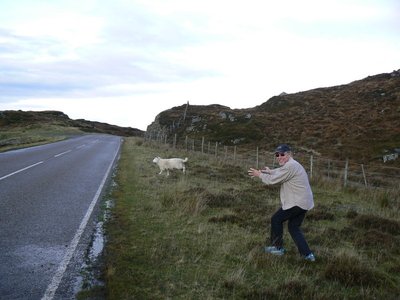 I LIKE SHEEP...IN THE SCOTTISH HIGHLANDS 2009