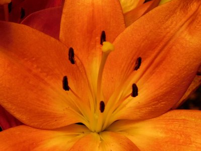 Shimmering lily