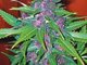 got that purp fired up