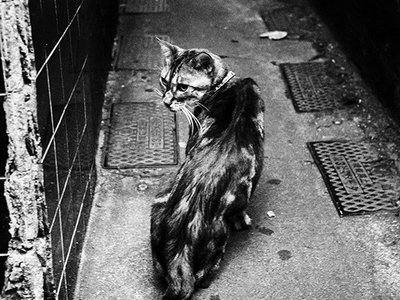 Joe Figg photo