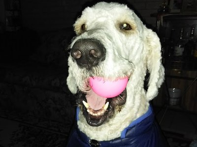 Rock Dog