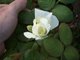 One of my Roses