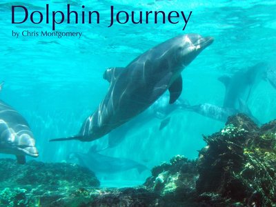 Dolphin Journey image