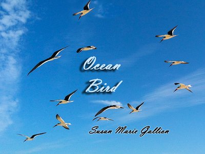 Ocean Birds over the Atlantic...Beautiful Skimmers