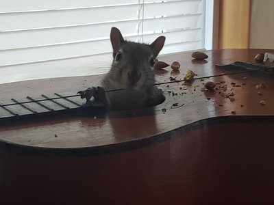 Magik Squirrel photo