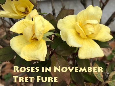 Tret Fure photo