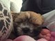 Kbears new puppy. 