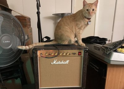 How did he get in here???  Woof is a crazy little cat!
