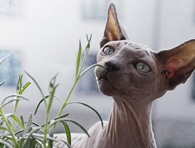 was it a cat I saw - palindromic lyric phrase
