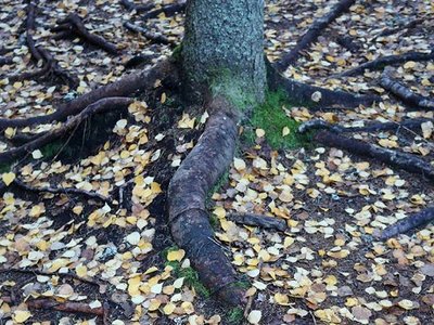 Abyssomnia photo