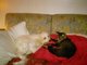 My new family member Roxy with MS kit cat