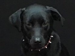 Underdog photo