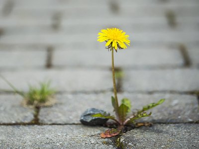 "In a beautiful bed or in in a flower pot, growing up from the cracks along the sidewalk."