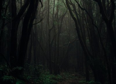 DarkForest!